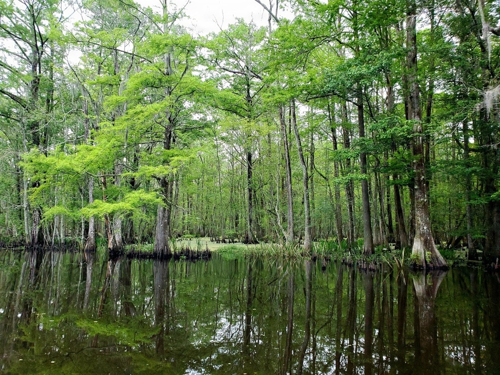 ERDC-EL researchers join USACE New Orleans District-led Maurepas Swamp Project