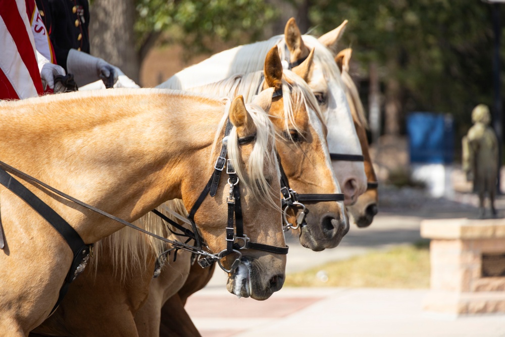 Marine Corps Mounted Color Guard participates in Cheyenne Frontier Days 2026