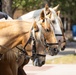 Marine Corps Mounted Color Guard participates in Cheyenne Frontier Days 2026