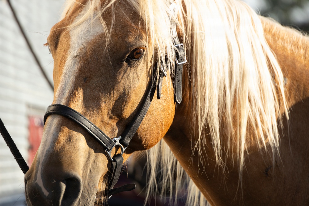 Marine Corps Mounted Color Guard participates in Cheyenne Frontier Days 2026