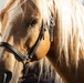 Marine Corps Mounted Color Guard participates in Cheyenne Frontier Days 2026