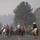 Rowe Creek Complex Cattle Drive Rowe Creek Complex Cattle Drive
