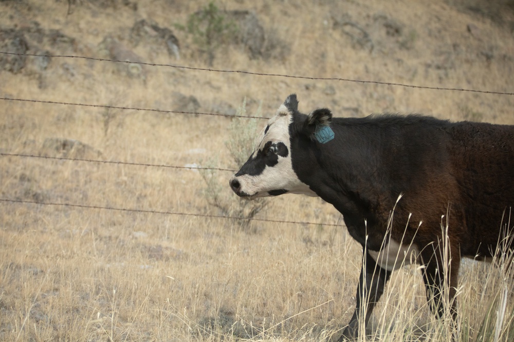 Rowe Creek Complex Cattle Drive