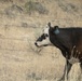 Rowe Creek Complex Cattle Drive