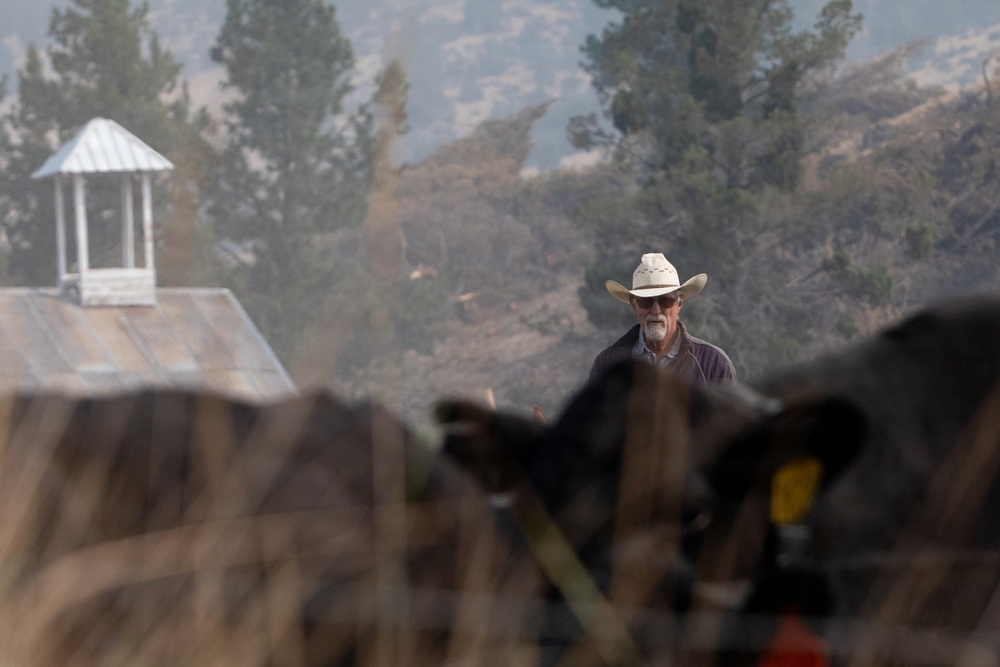 Rowe Creek Complex Cattle Drive