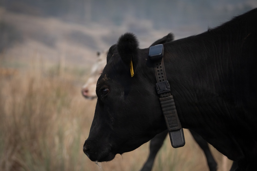 Rowe Creek Complex Cattle Drive