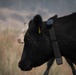 Rowe Creek Complex Cattle Drive