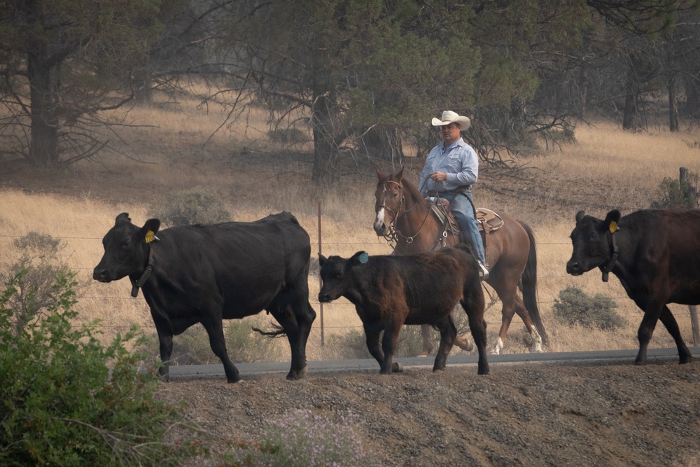 Rowe Creek Complex Cattle Drive