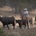 Rowe Creek Complex Cattle Drive Rowe Creek Complex Cattle Drive
