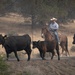 Rowe Creek Complex Cattle Drive