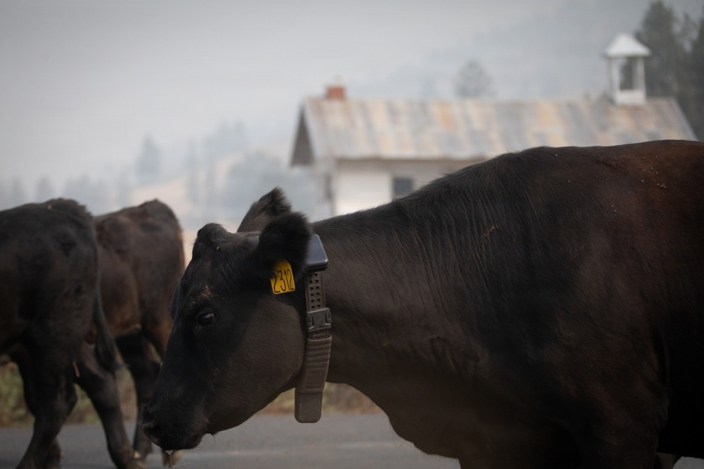 Rowe Creek Complex Cattle Drive