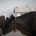 Rowe Creek Complex Cattle Drive