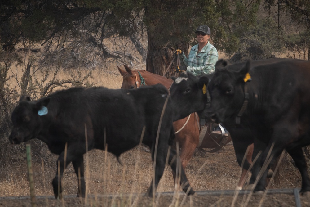 Rowe Creek Complex Cattle Drive