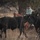 Rowe Creek Complex Cattle Drive Rowe Creek Complex Cattle Drive