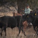 Rowe Creek Complex Cattle Drive