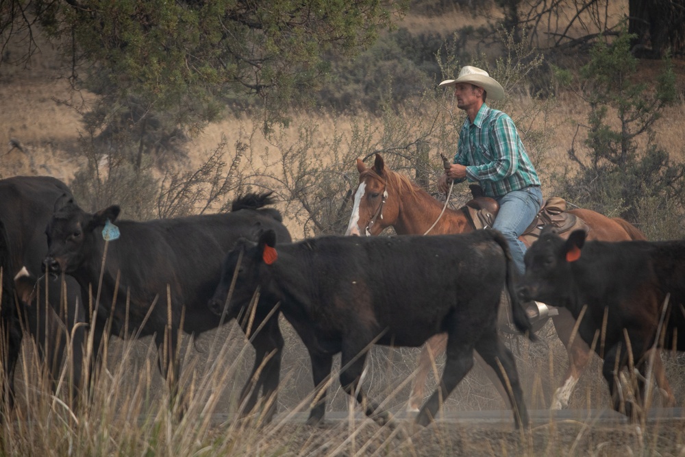 Rowe Creek Complex Cattle Drive