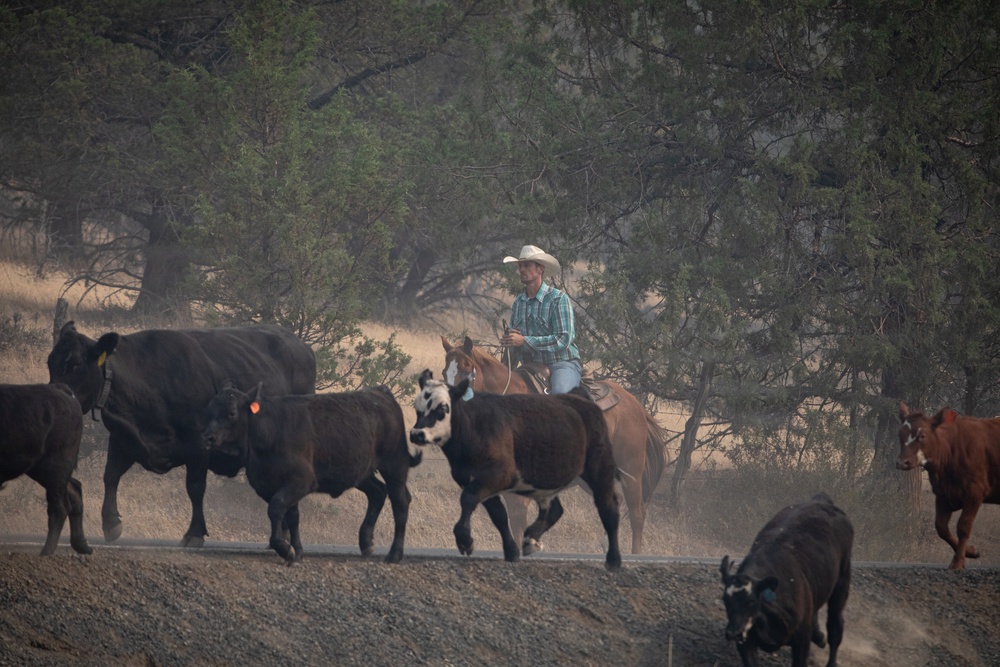 Rowe Creek Complex Cattle Drive