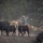 Rowe Creek Complex Cattle Drive Rowe Creek Complex Cattle Drive