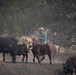 Rowe Creek Complex Cattle Drive