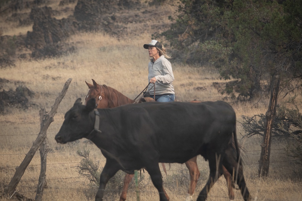 Rowe Creek Complex Cattle Drive
