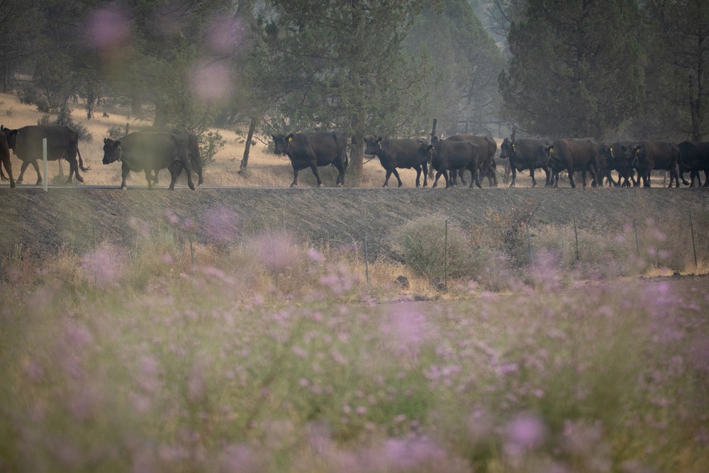 Rowe Creek Complex Cattle Drive