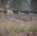 Rowe Creek Complex Cattle Drive