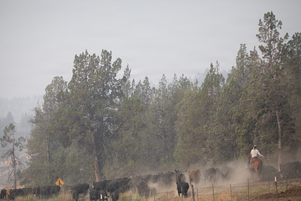 Rowe Creek Complex Cattle Drive