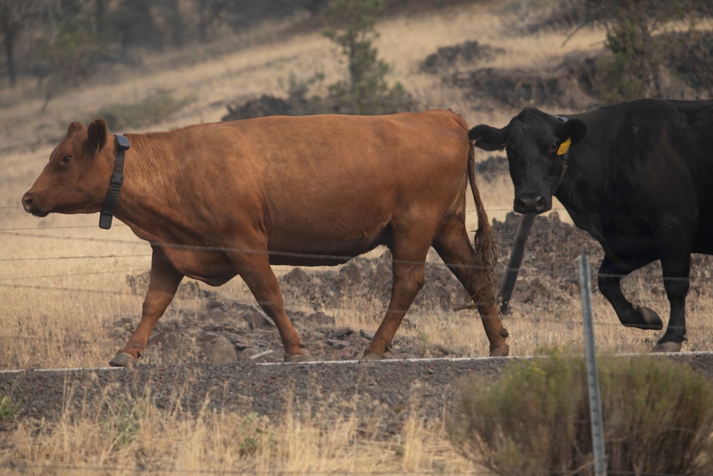 Rowe Creek Complex Cattle Drive