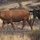 Rowe Creek Complex Cattle Drive Rowe Creek Complex Cattle Drive