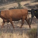 Rowe Creek Complex Cattle Drive