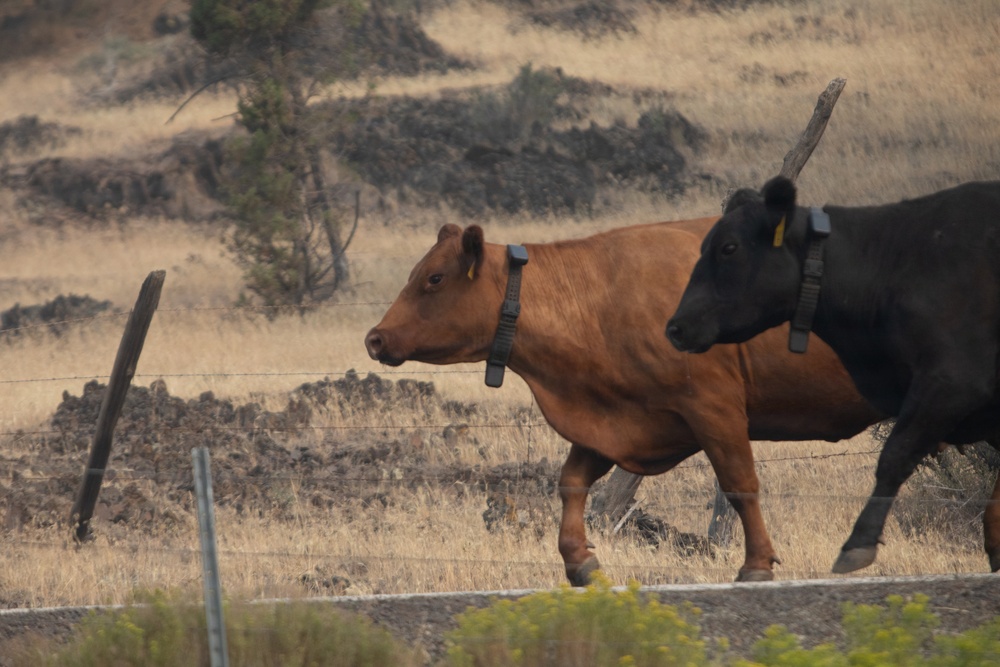 Rowe Creek Complex Cattle Drive