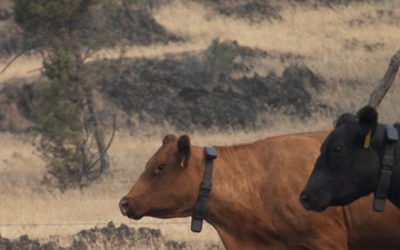 Rowe Creek Complex Cattle Drive