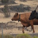 Rowe Creek Complex Cattle Drive