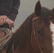 Rowe Creek Complex Cattle Drive
