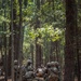 Bravo Company Crucible