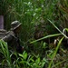 178th Security Forces Airmen conduct annual training at Schofield Barracks