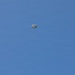 Three military-style parachutes are visible against a clear blue sky, each with a suspended figure beneath them. The parachutes appear to be round canopy designs consistent with military airborne operations. The image was taken from the ground looking upward.