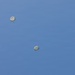 The image shows four parachutes deployed in a clear blue sky, each appearing to carry a suspended load or person beneath them. The parachutes are white/light gray in color with a round, traditional canopy design. The scene suggests a military or training parachute drop operation.