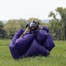 A person wearing military camouflage uniform and a protective helmet with visor is gathering or bundling a large purple parachute canopy on a grassy field. The parachute fabric is collapsed and bunched into a large mass, suggesting a recent landing. The setting appears to be a rural or training area with trees visible in the background.