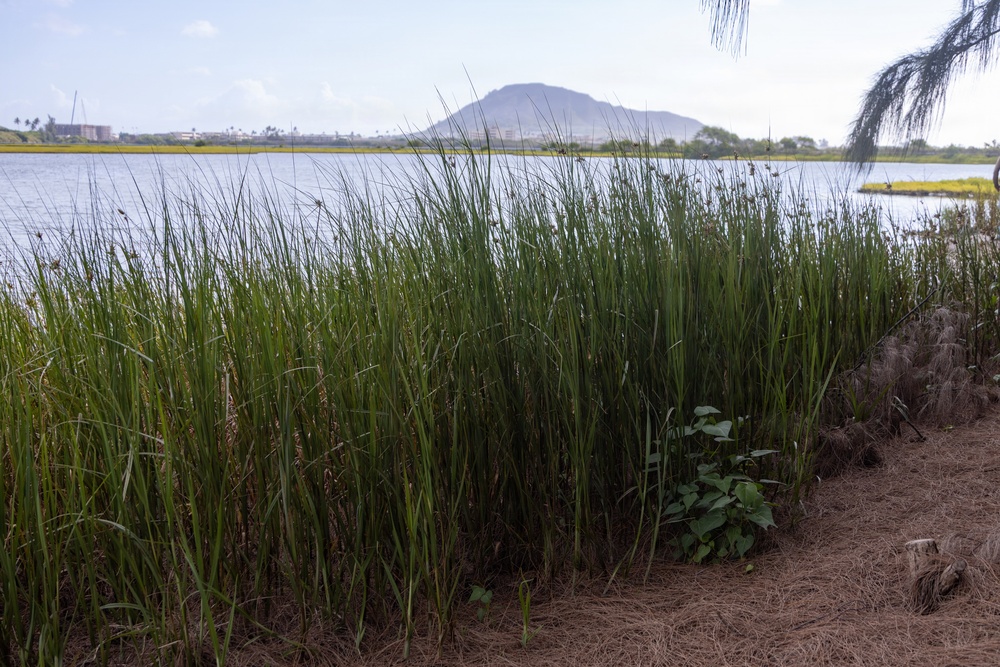 Nu’upia Fishponds Cleanup and Partnership