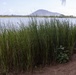 Nu’upia Fishponds Cleanup and Partnership