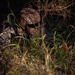 USAREUR-AF Best Squad situational training exercise day five