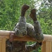 Air Assault Obstacle Course
