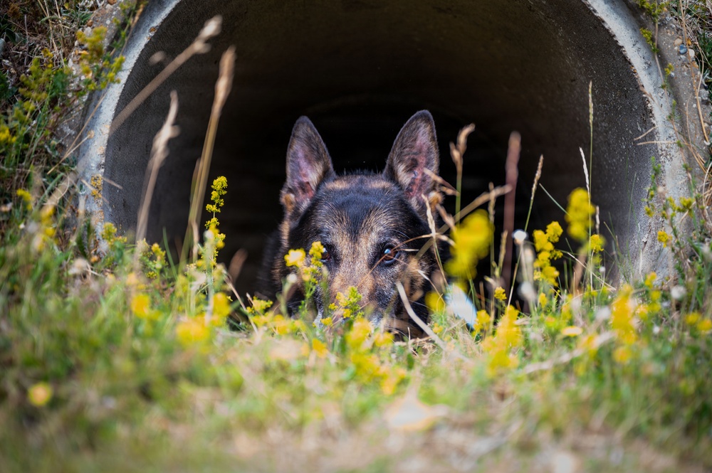100th SFS military working dogs: lethality on all fours