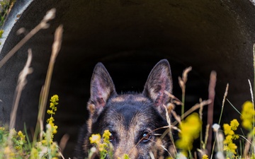 100th SFS military working dogs: lethality on all fours