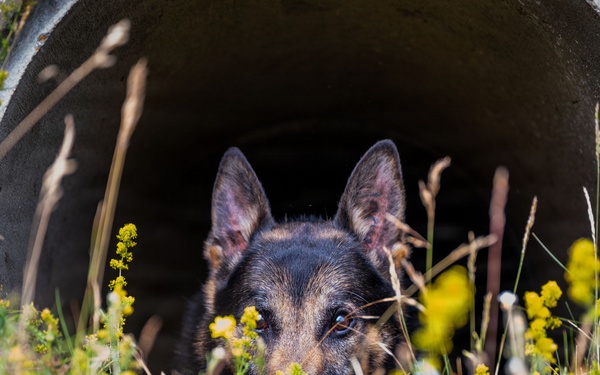 100th SFS military working dogs: lethality on all fours
