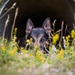 100th SFS military working dogs: lethality on all fours
