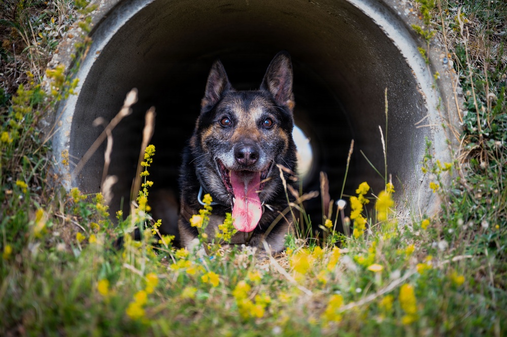 100th SFS military working dogs: lethality on all fours