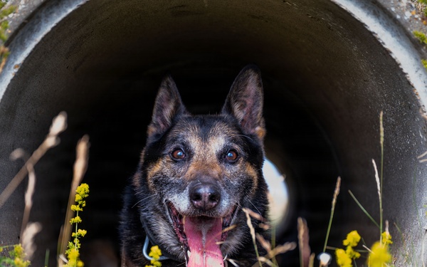 100th SFS military working dogs: lethality on all fours