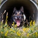 100th SFS military working dogs: lethality on all fours